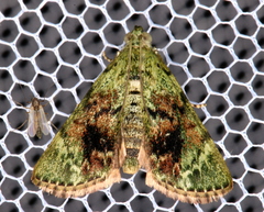 Stericta bryomima