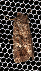 Ectopatria horologa