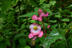 Begonia biserrata