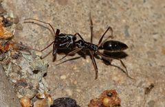 Odontomachus troglodytes