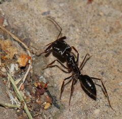 Odontomachus troglodytes