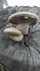 Hemipholiota populnea