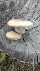 Hemipholiota populnea