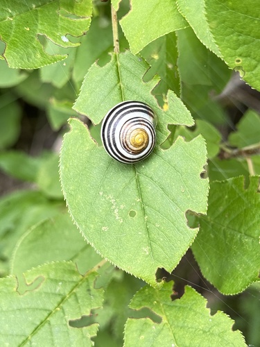 Cepaea