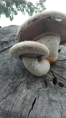 Hemipholiota populnea