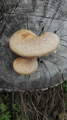 Hemipholiota populnea