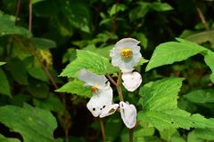 Begonia biserrata
