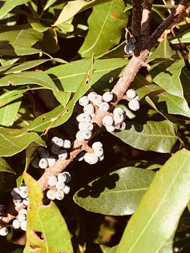 northern bayberry from Goldsboro, NC, US on October 17, 2019 at 09:28 ...