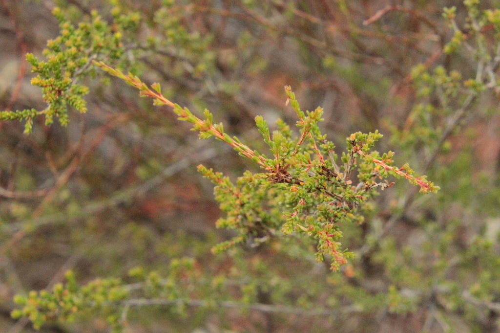 Micromyrtus gracilis