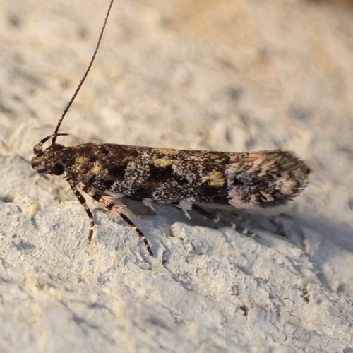 Aristotelia amelanchierella