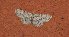 Ophthalmitis