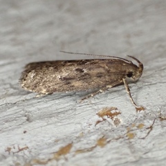 Helcystogramma melantherella