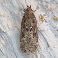 Helcystogramma melantherella
