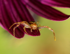 Synema marlothi