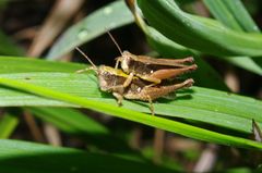 Orphulella losamatensis