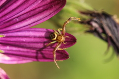 Synema marlothi