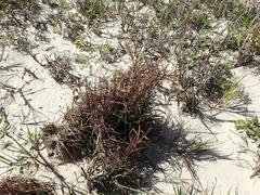 Schizachyrium littorale