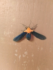 Psoloptera basifulva