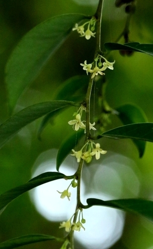 Wright's Abacus Plant (Glochidion wrightii)