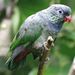 Red-billed Parrot - Photo (c) Felipe Campos, some rights reserved (CC BY-NC)