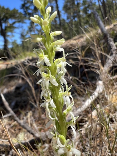 Yadon's Rein Orchid (Platanthera yadonii)