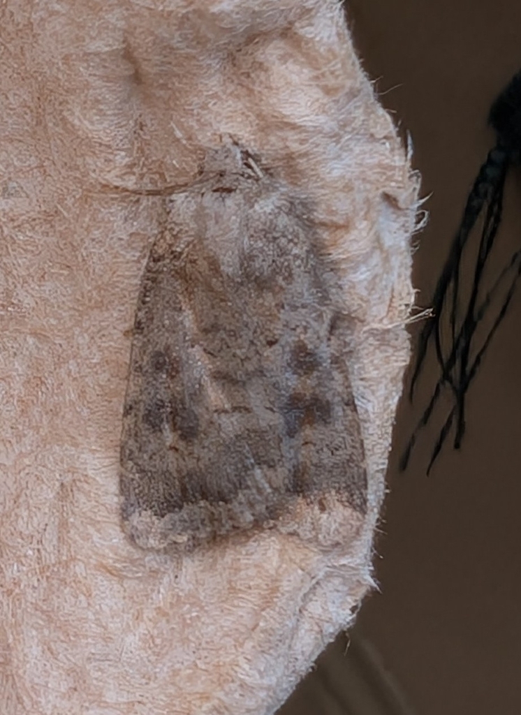Mottled Rustic