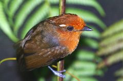 Conopophaga castaneiceps