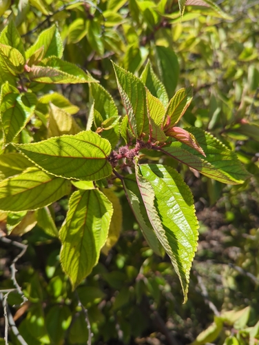 Pipturus albidus observed 2025-07-26