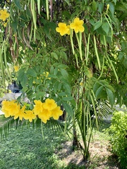 Tecoma stans