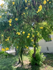 Tecoma stans