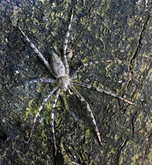 Heteropoda boiei