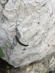 Ommatoiulus sabulosus aimatopodus