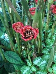 Etlingera corneri