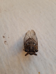 Cicadidae