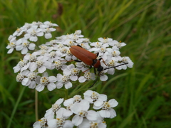 Stictoleptura rubra