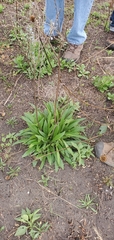 Lithospermum bejariense
