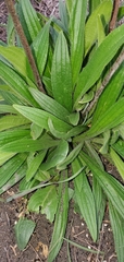 Lithospermum bejariense
