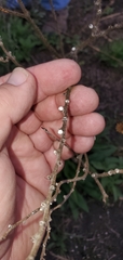 Lithospermum bejariense