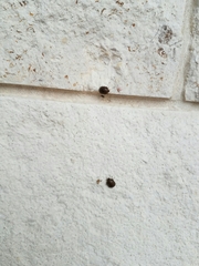 Pachycorinae