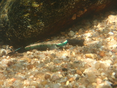 Stiphodon atropurpureus