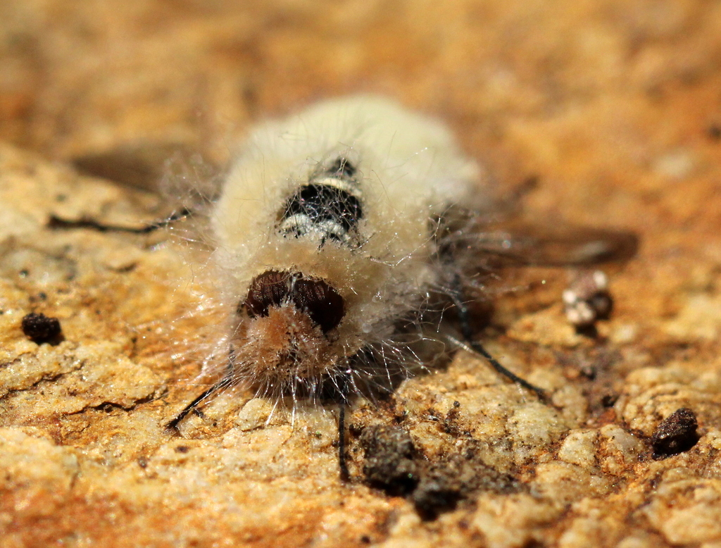 Pandora muscivora