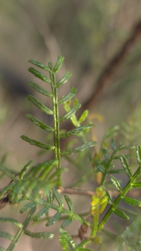 Dodonaea sinuolata, photograph 5