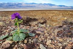 Phacelia calthifolia