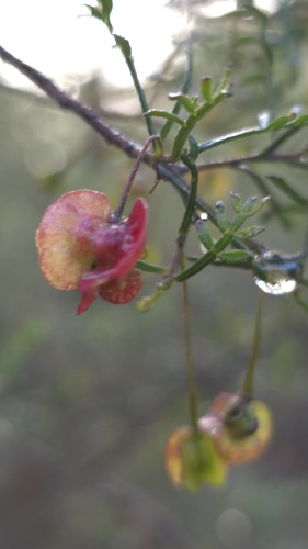 Dodonaea sinuolata, photograph 4