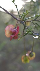 Dodonaea sinuolata, photograph (c) Petra Holland, some rights reserved (CC BY)