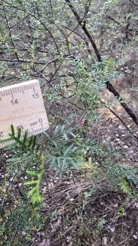 Dodonaea sinuolata, photograph 6