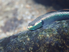 Stiphodon atropurpureus