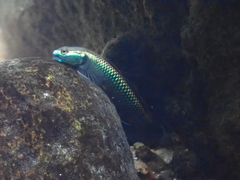 Stiphodon atropurpureus