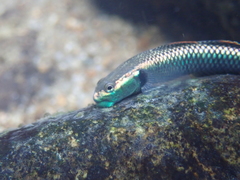 Stiphodon atropurpureus
