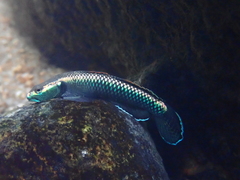 Stiphodon atropurpureus